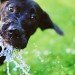 Dog drinking from hose