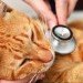 Vet with a stethoscope taking care of cat