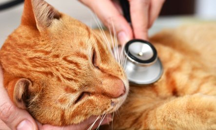 Vet with a stethoscope taking care of cat