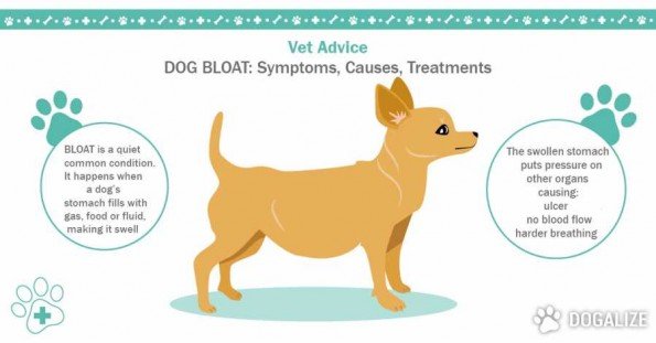 Cartoon of dog with Bloat information