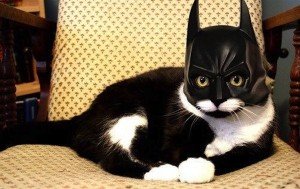 Great-Selection-of-Batman-Cat-Costume-Cat-Halloween-Costumes-To-Hiss-At.-Looking-For-Halloween-2017-Pet-Costume-Ideas-Be-Inspired-By-These-Photos-Of-Cute-Halloween-Cat-Costumes.