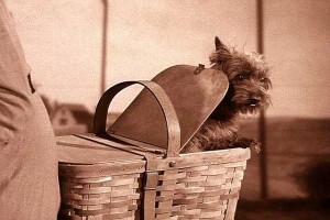 Toto-in-Gulchs-basket