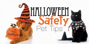 halloween-pet-safety-628x315